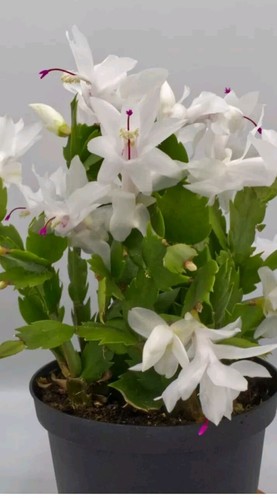 White christmas cactus - christmas,