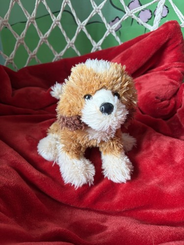 Douglas buttercup labradoodle - douglas,
