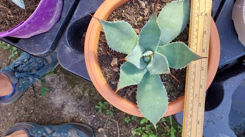 Agave parryi superb form - agave, 5