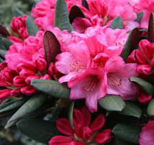 Rhododendron Wine and Roses -