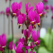 Dodecatheon red umbrellas - dodecatheon,