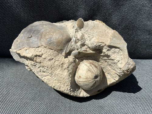 Rare echinoid pecten - rare,