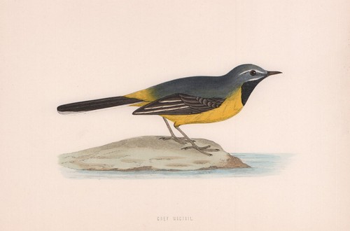 Grey wagtail morris british - grey, morris's