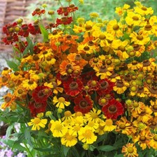 6 Helenium Helena Mixed Hardy Herbaceous Perennial Plug Plants