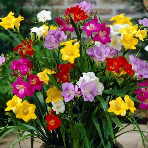 Mixed colours flowers - 50,
