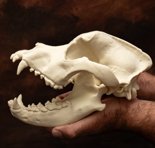 Dog skull lifesize replica - skull,