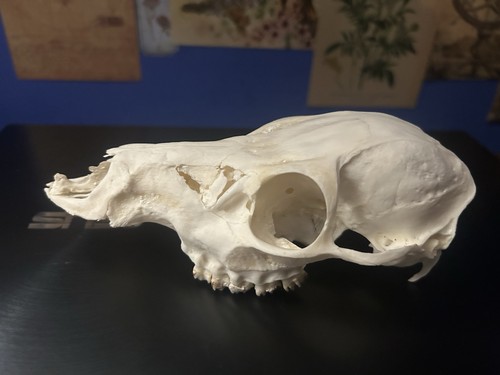 Malformed deer skull - deer,