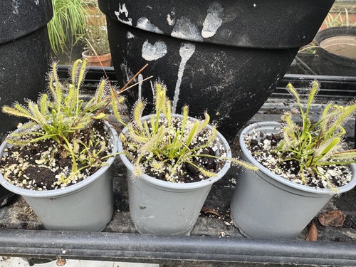 Drosera capensis cape sundew - drosera,