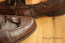 Church's Brown Rare Lizard