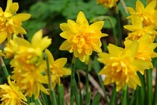 10x DAFFODIL DOUBLE Tete A Tete Spring Flowering Naturalising Bulbs Plant Now