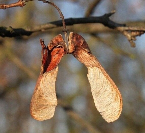 Sycamore tree seeds - 20, for