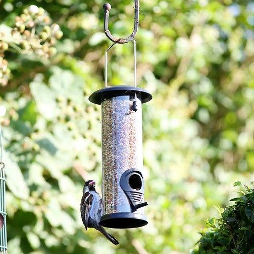 Wild garden bird - bird, seed
