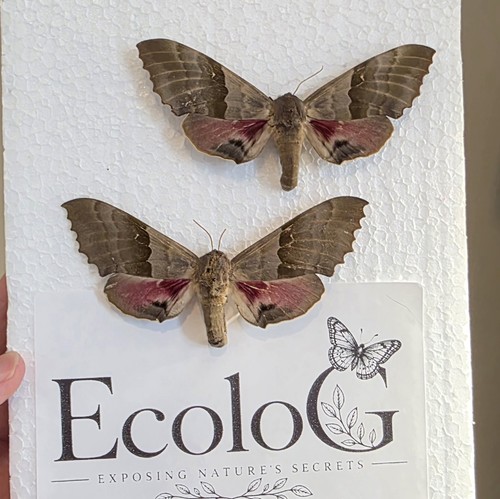 Pachysphinx modesta moth - -,