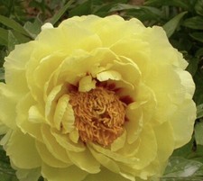 Japanese Tree Peony Huang Guan