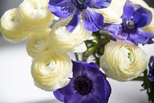 Ranunculus anemone mr - &,