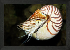 Nautilus Framed Wall Art