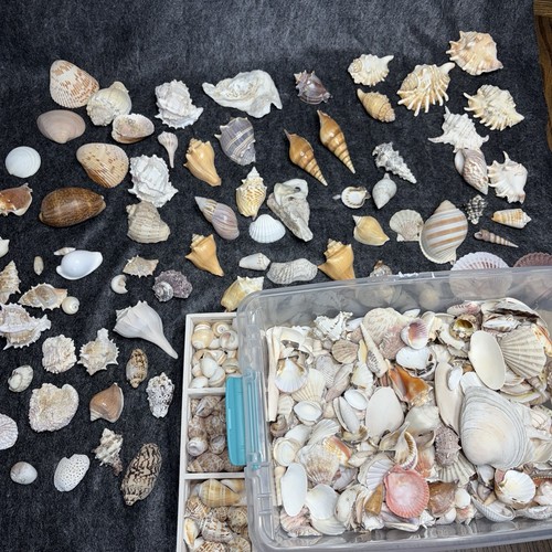 Lbs lot seashells - 15, seashells-spider