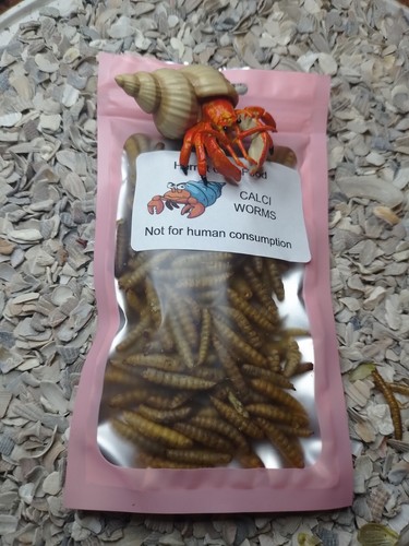 Hermit crab food cuisine - hermit,