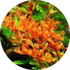 Rotala Colorata In Vitro Live Aquarium Plants Tropical K2AQUA