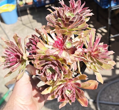 Aeonium light mutation - aeonium,
