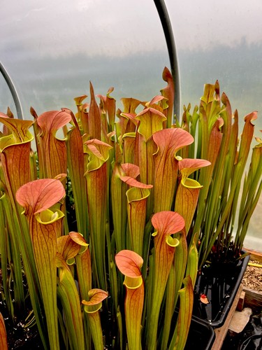 Sarracenia flava giant - sarracenia, copper