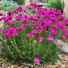 4 ARMERIA PINK Large Plug