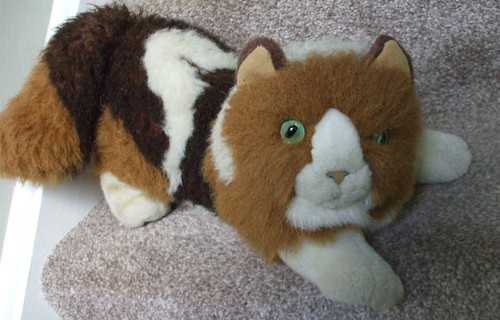 Lovely large fluffy calico - lovely, cat
