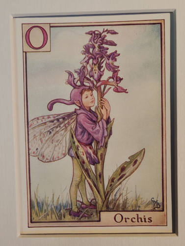 Vintage flower fairies - vintage,