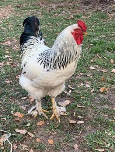 Light brahama hatching - 12, eggs