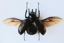 Chalcosoma Atlas Keyboh Beetle