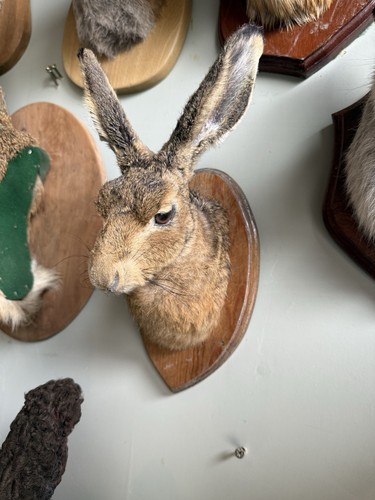 Hare mount shield - shield, lovely