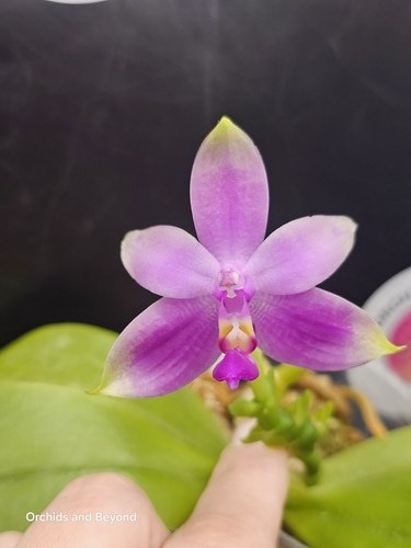 Phalaenopsis violacea var - phalaenopsis,