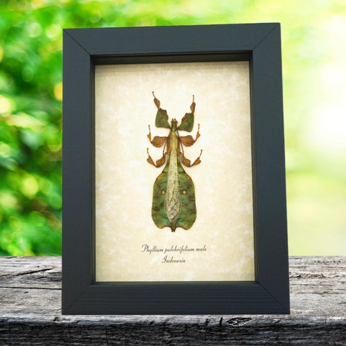 Green walking leaf insect - walking,