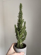 Eves Pin Cactus House Plant Propagation Rooted Cutting - Flowering Cactus 