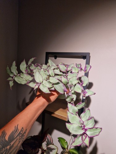 Tradescantia quetzalcoatl - tradescantia, 💜quetzalcoatl