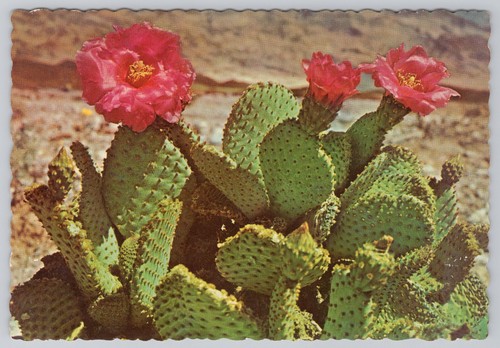 Postcard magenta beaver tail - magenta,