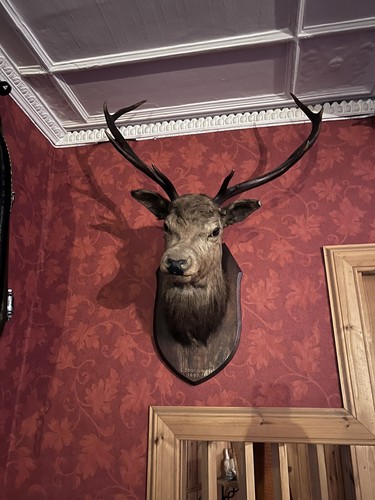 Large taxidermy stag - large,