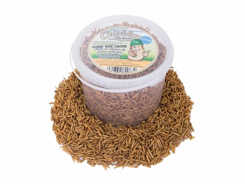 Chubby dried black soldier - chubby,