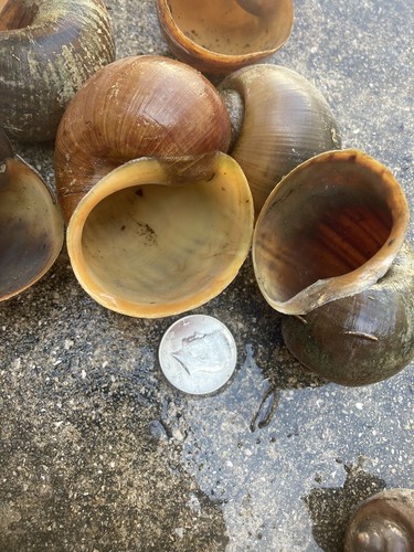 Apple snail shells perfect - apple, shells!