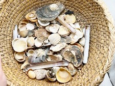 VINTAGE JOB LOT SEA SHELLS MIXED LOTS RAZOR CLAM OYSTER CLAMS ETC