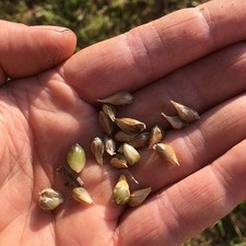 Babington's Leek. 25 bulbils