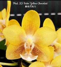 Phalaenopsis KS Balm 'Yellow