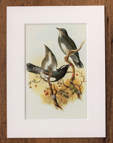 John gould 1970s vintage - -,