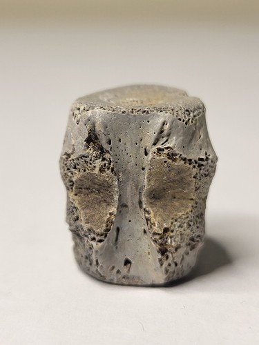 Gorgeous hell creek - creek, vertebra
