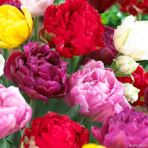 100 pcs mixed bright colour - pcs,