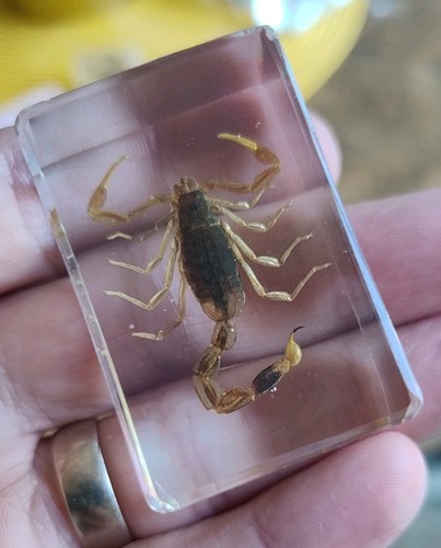 Real scorpion bug insect - scorpion,