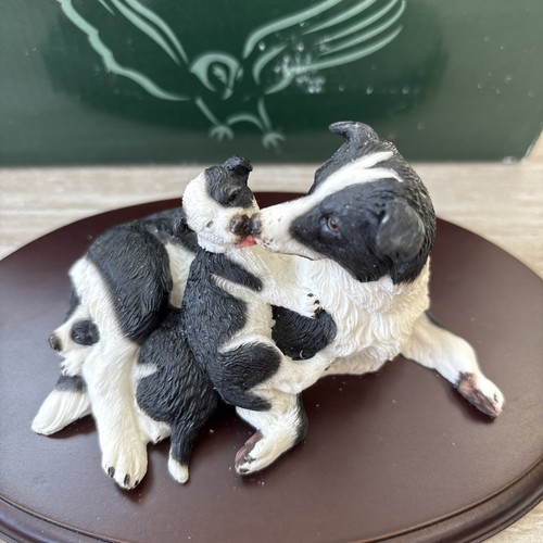 Teviotdale border collie - 60,