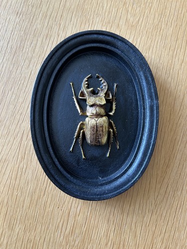 Beetle wall hanging - hanging,,