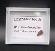 Fossil Phytosaur Tooth, Dinosaur Age Reptile, Triassic, USA West Texas 