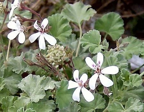Species pelargonium fragrans - species,